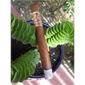 Arturo Fuente Opus X Double Corona 7 5/8 * 49