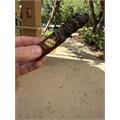 Brick House Mighty Mighty Maduro 6 1/4 * 60