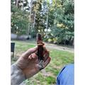 Kristoff GC Signature Series Robusto 5 1/2 * 54