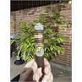 La Aroma de Cuba El Jefe 7  * 58