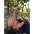 Perdomo 20th Anniversary Sun Grown C756 7  * 56