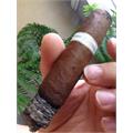 Illusione Epernay Le Taureau 5 1/2 * 56