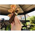 Illusione Epernay Le Ferme 5 1/4 * 48