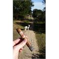 Flor de las Antillas Toro 6  * 52