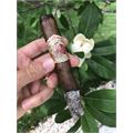 Flor de las Antillas Toro 6  * 52