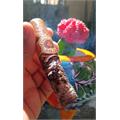 Arturo Fuente Casa Cuba Doble Cuatro 4 1/2 * 54