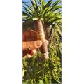 Diamond Crown Maduro Robusto No. 5 4 1/2 * 54