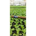 Rocky Patel Vintage 2003 Toro 6 1/2 * 52
