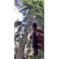Padron 1926 Serie No. 6 Maduro 4 3/4 * 50
