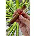 Joya Red Toro 6  * 52