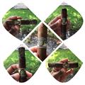 Balmoral Anejo XO Rothschild Masivo 5  * 55