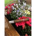 Isla del Sol SunGrown Toro 6  * 52