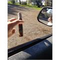 Chillin  Moose Robusto 5  * 50