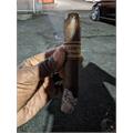 Leaf by Oscar Maduro Sixty 6  * 60