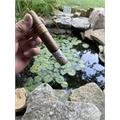 Leaf by Oscar Sumatra Sixty 6  * 60