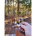Liga Undercrown Connecticut Shade Robusto 5  * 54