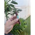 Crowned Heads La Imperiosa Corona Gorda 5 3/4 * 46