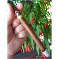 Aladino Elegante 7  * 38