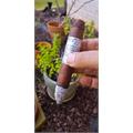 Gurkha Cellar Reserve Platinum 12 Year Hedonism 6  * 58