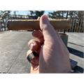 Rocky Patel The Edge Connecticut Battalion 6  * 60
