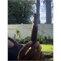 Gran Habano Persian King Maduro Tiger 6  * 60