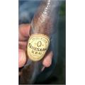 Quesada Keg Belicoso 6  * 54