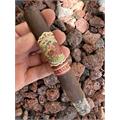 Flor de las Antillas Maduro Toro 6  * 52