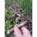 Davidoff Winston Churchill Late Hour Toro 6  * 54