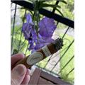 Davidoff Signature 6000 5  * 48