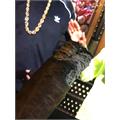 Partagas 1845 Clasico Toro 6  * 52