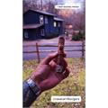 EP Carrillo Encore Majestic 5 3/8 * 52