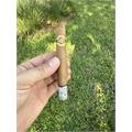 Warped La Colmena Amado No. 44 5 1/2 * 44
