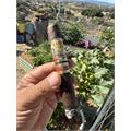 Ramon Allones by AJ Fernandez Robusto 5 1/2 * 50