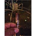 The Tabernacle Corona 5 1/4 * 46