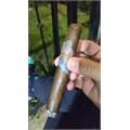 Diesel Whiskey Row Robusto 5 1/2 * 52