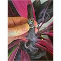 Deadwood Crazy Alice Robusto 4 1/2 * 52
