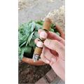 Southern Draw Rose of Sharon Toro 6  * 52