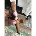 Southern Draw Rose of Sharon Lancero LE 7 1/2 * 40