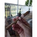 Southern Draw Rose of Sharon Lancero LE 7 1/2 * 40