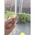 Factory Smokes Shade Robusto 5  * 54