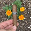 Tatuaje Black Petite Robusto 4  * 50