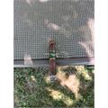 BLK WKS Killer Bee Petite Corona 4 1/2 * 46