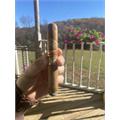San Lotano Requiem Connecticut Toro 6  * 52