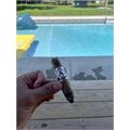 Aladino Connecticut Toro 6  * 50