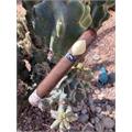 Cavalier Geneve Black Series II Toro 6  * 54