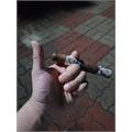 Alec Bradley Project 40 Toro 6  * 52