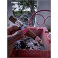 Alec Bradley Project 40 Churchill 7  * 52