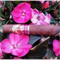 La Gloria Cubana Spanish Press Toro 6 1/2 * 52