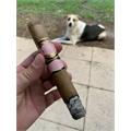 Southern Draw Rose of Sharon Desert Rose Belicoso Fino 5 1/2 * 54