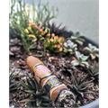 Southern Draw Rose of Sharon Desert Rose Belicoso Fino 5 1/2 * 54